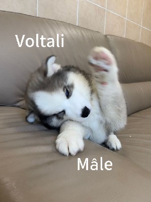 Voltali