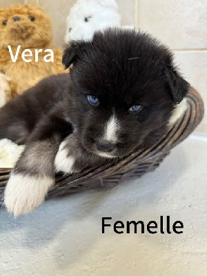 Vera