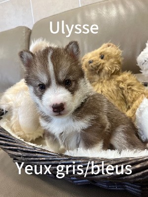 Ulysse