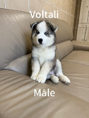 Voltali