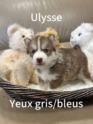 Ulysse