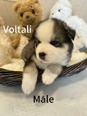 Voltali