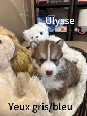 Ulysse