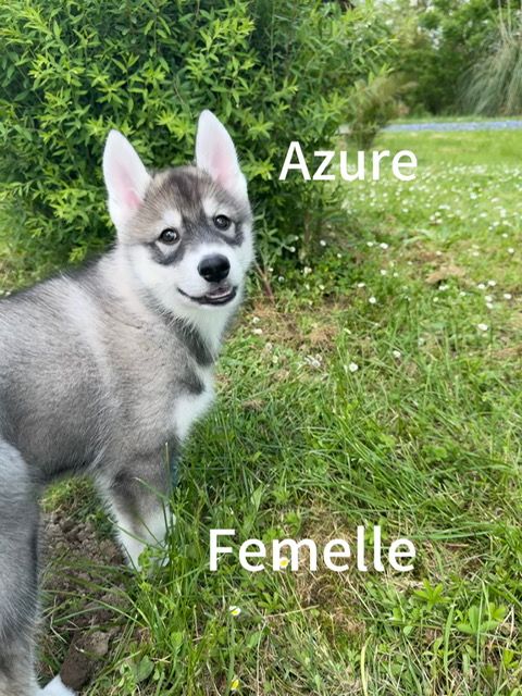De The King Ricci - Chiots disponibles - Siberian Husky