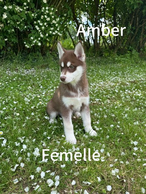 De The King Ricci - Chiots disponibles - Siberian Husky
