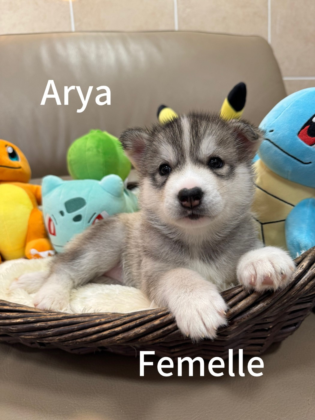 De The King Ricci - Siberian Husky - Portée née le 07/09/2025