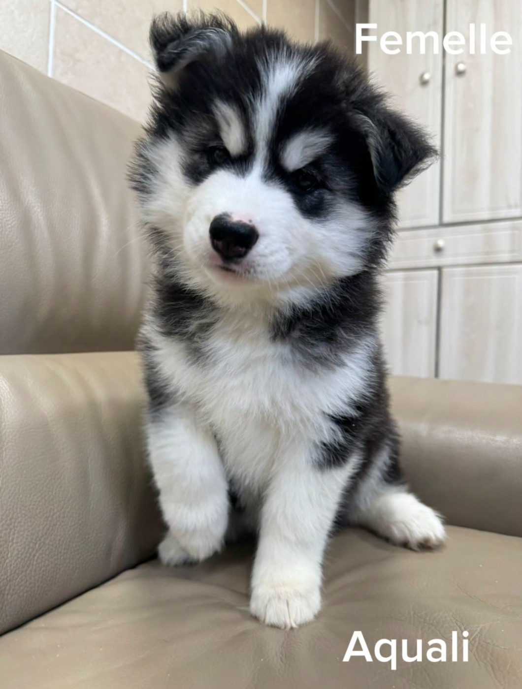De The King Ricci - Chiots disponibles - Siberian Husky