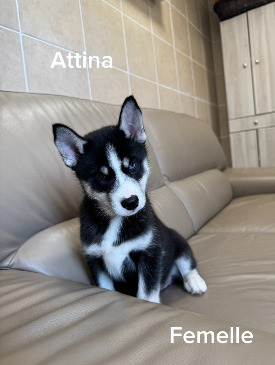 De The King Ricci - Chiots disponibles - Siberian Husky