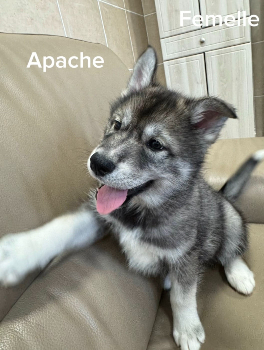 De The King Ricci - Chiots disponibles - Siberian Husky