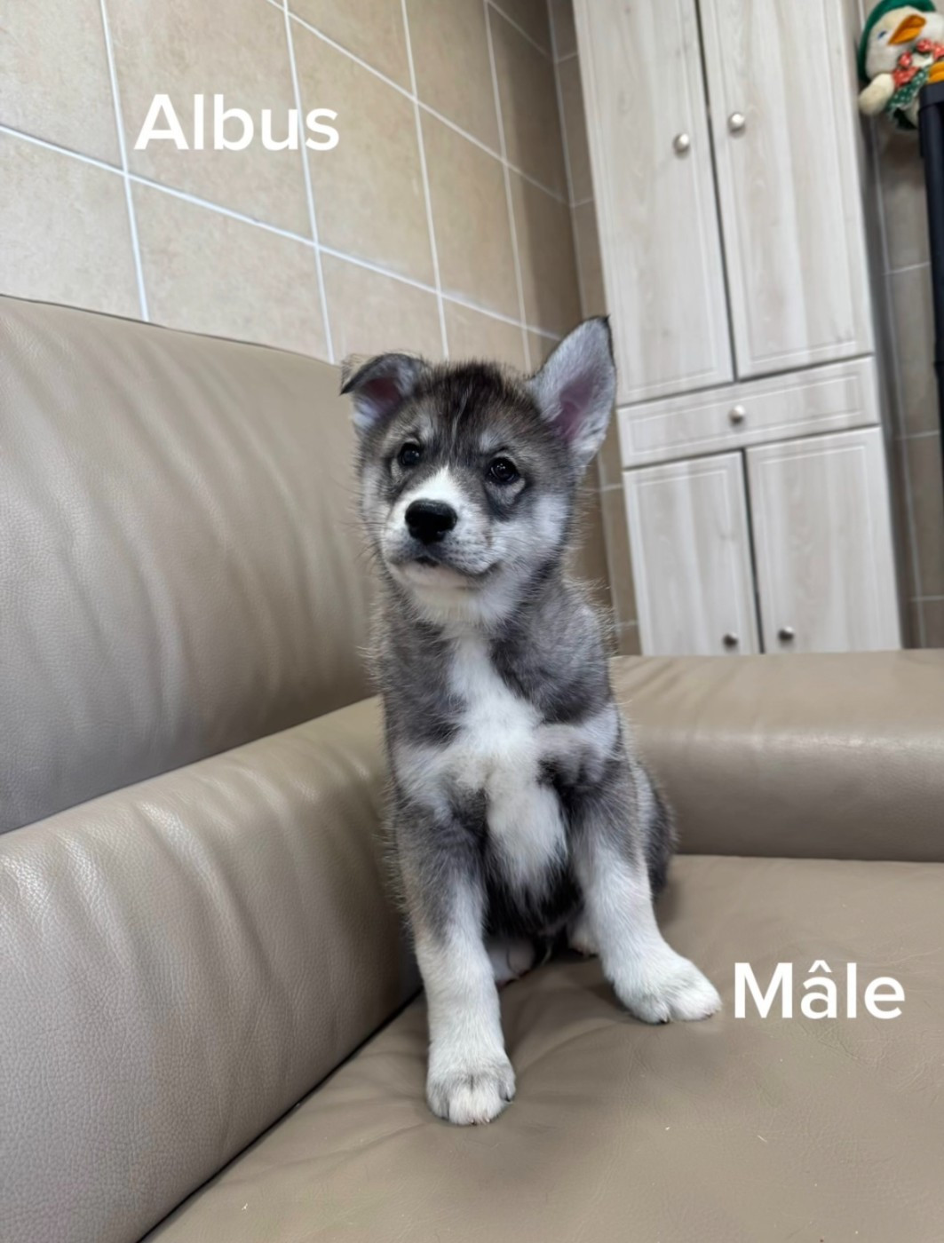 De The King Ricci - Chiots disponibles - Siberian Husky