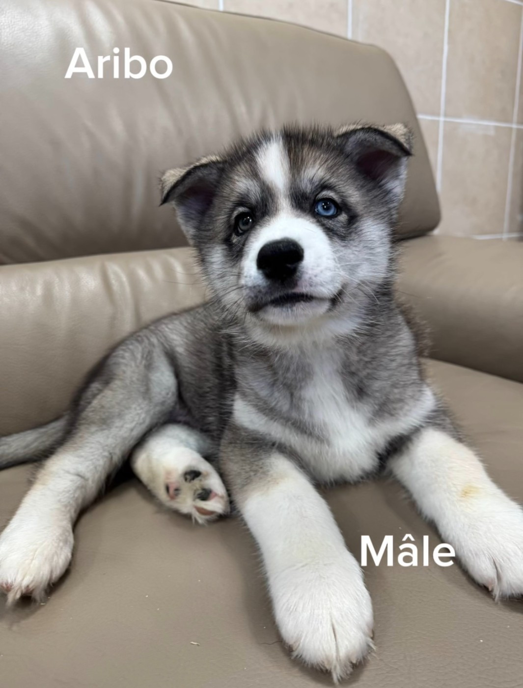 De The King Ricci - Chiots disponibles - Siberian Husky