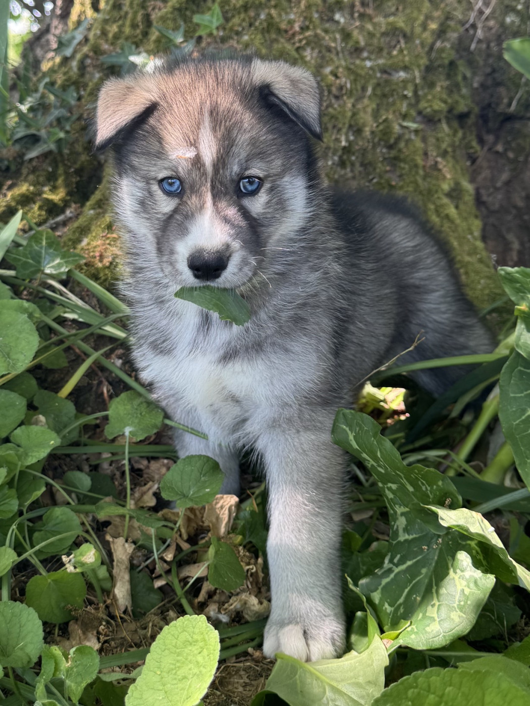 De The King Ricci - Chiots disponibles - Siberian Husky