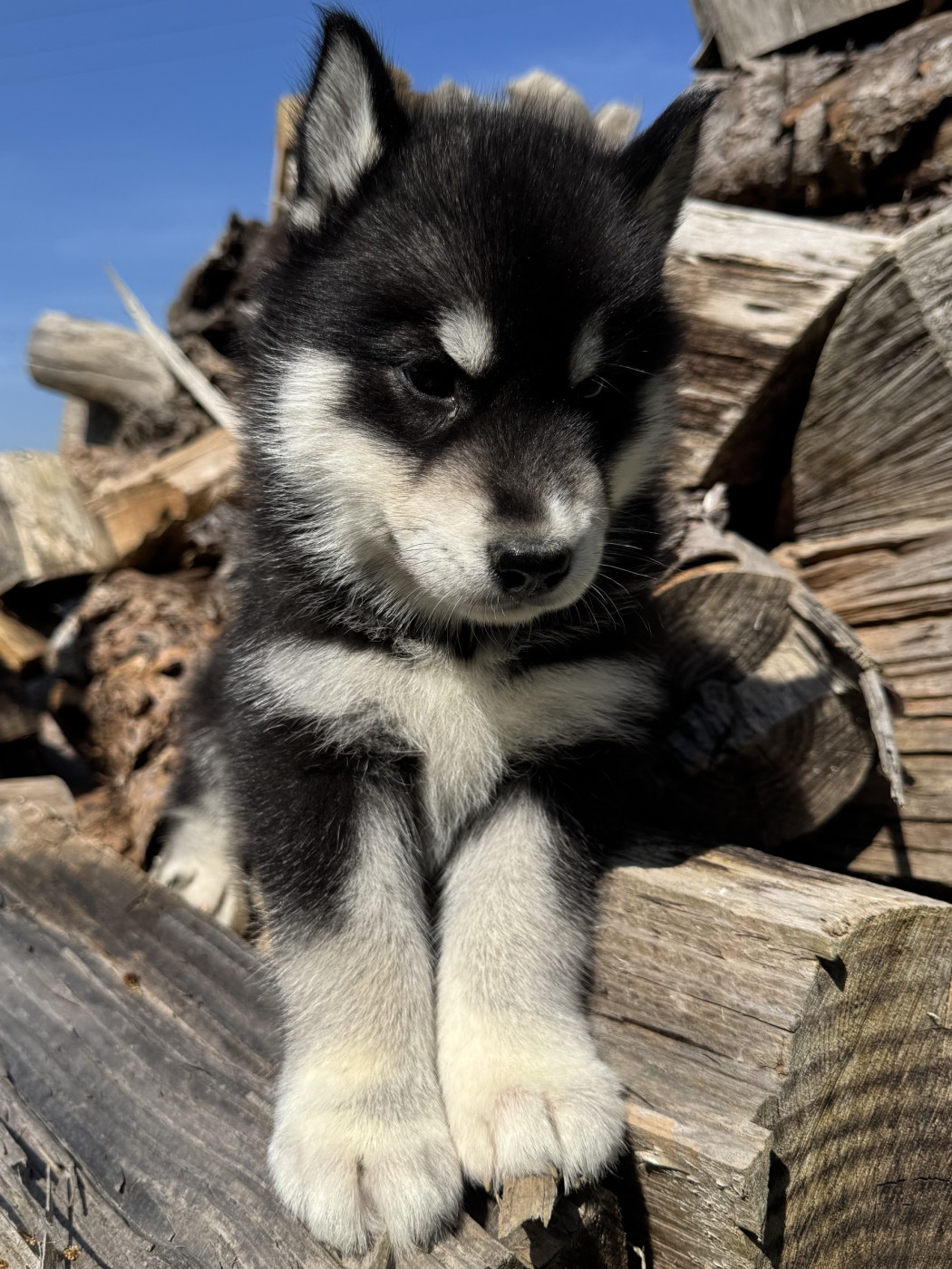 De The King Ricci - Chiots disponibles - Siberian Husky
