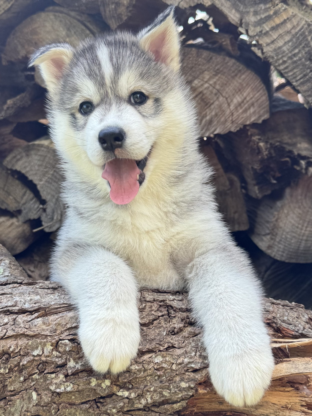 De The King Ricci - Chiots disponibles - Siberian Husky