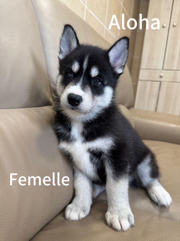 De The King Ricci - Chiots disponibles - Siberian Husky