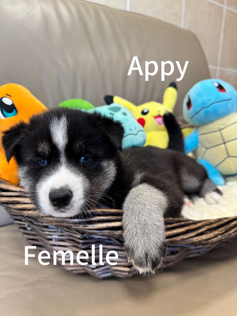 De The King Ricci - Chiots disponibles - Siberian Husky