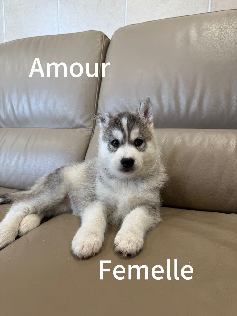 De The King Ricci - Chiots disponibles - Siberian Husky