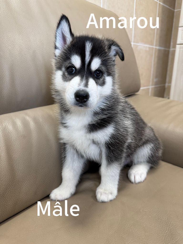 De The King Ricci - Chiots disponibles - Siberian Husky