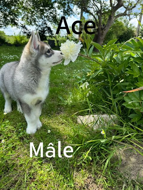 De The King Ricci - Chiots disponibles - Siberian Husky