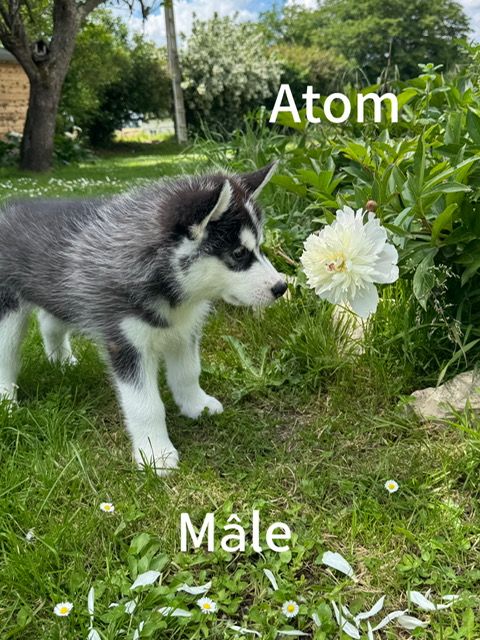 De The King Ricci - Chiots disponibles - Siberian Husky
